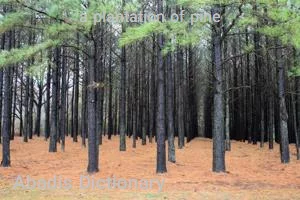 a plantation of pine